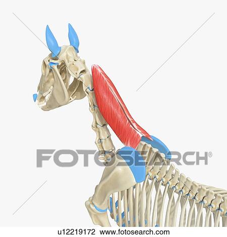 Stock Image - Horse rhomboideus cervicis muscle, illustration. Fotosearch