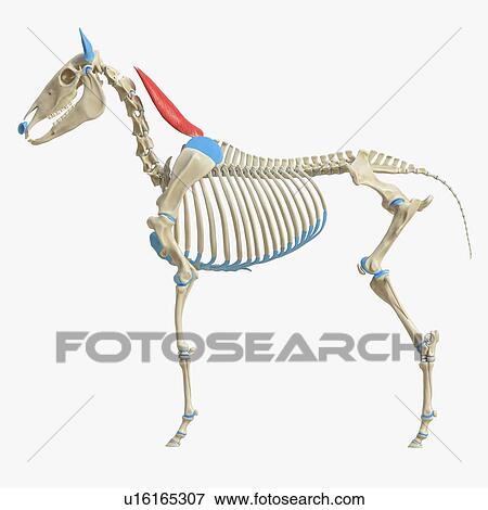 Stock Photo - Horse rhomboideus cervicis muscle, illustration. Fotosearch