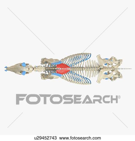 Horse rhomboideus thoracis muscle, illustration View Large Photo Image Stock Image - Horse rhomboideus thoracis muscle, illustration. Fotosearch