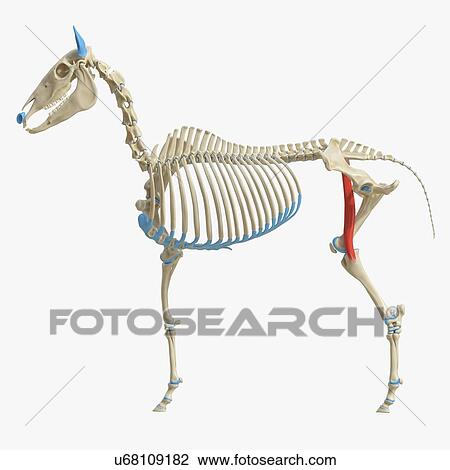 Stock Image - Horse sartorius muscle, illustration. Fotosearch