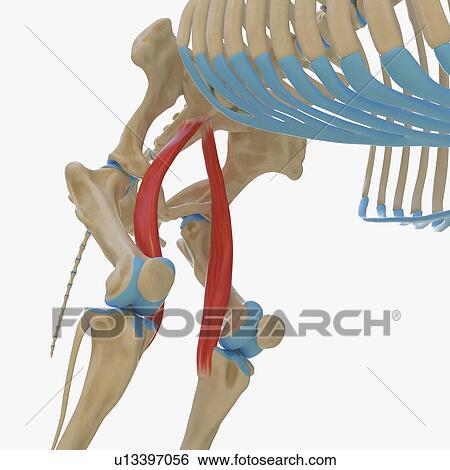 Stock Photograph - Horse sartorius muscle, illustration. Fotosearch