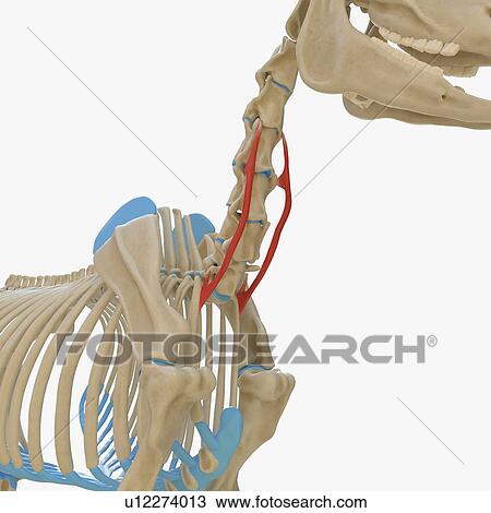 Horse scalenus muscle, illustration View Large Photo Image Stock Image - Horse scalenus muscle, illustration. Fotosearch