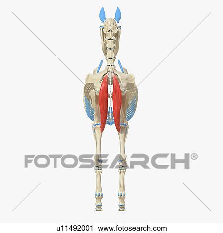 Horse semimembranosus muscle, illustration View Large Photo Image Stock Image - Horse semimembranosus muscle, illustration. Fotosearch