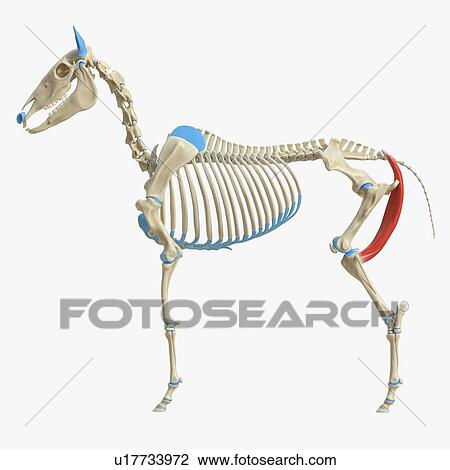 Stock Image - Horse semimembranosus muscle, illustration. Fotosearch