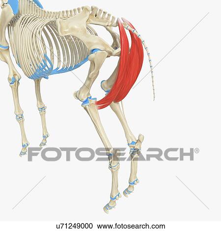Horse semimembranosus muscle, illustration View Large Photo Image Stock Image - Horse semimembranosus muscle, illustration. Fotosearch