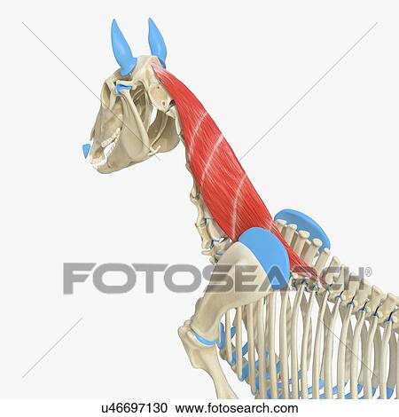 Stock Image - Horse semispinalis capitis muscle, illustration. Fotosearch