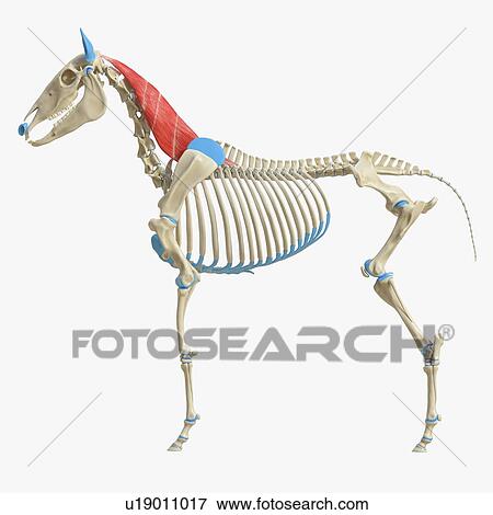 Horse semispinalis capitis muscle, illustration View Large Photo Image Stock Photo - Horse semispinalis capitis muscle, illustration. Fotosearch