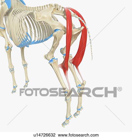 Horse semitendinosus muscle, illustration View Large Photo Image Stock Image - Horse semitendinosus muscle, illustration. Fotosearch