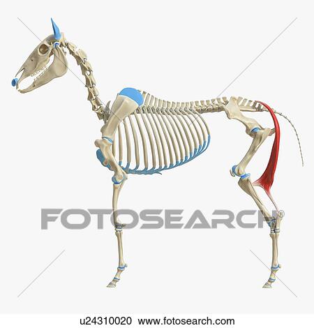Stock Image - Horse semitendinosus muscle, illustration. Fotosearch