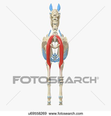Horse semitendinosus muscle, illustration View Large Photo Image Stock Photo - Horse semitendinosus muscle, illustration. Fotosearch