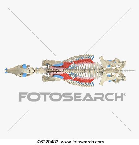 Horse serratus dorsalis muscle, illustration View Large Photo Image Stock Image - Horse serratus dorsalis muscle, illustration. Fotosearch