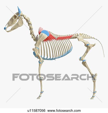 Horse serratus dorsalis muscle, illustration View Large Photo Image Stock Photograph - Horse serratus dorsalis muscle, illustration. Fotosearch