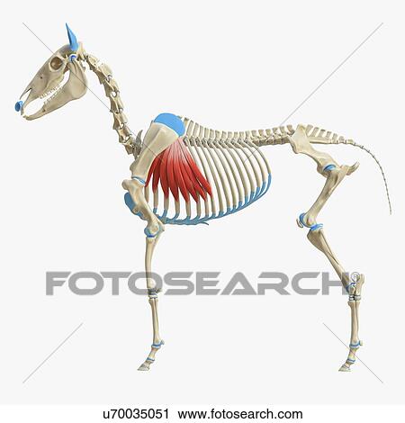 Stock Image - Horse serratus ventralis brachii muscle, illustration. Fotosearch