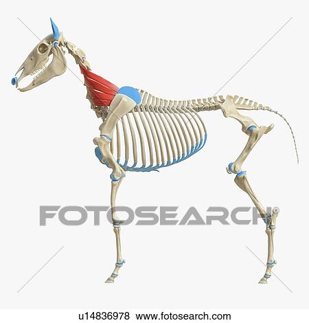 Horse serratus ventralis muscle, illustration View Large Photo Image Stock Photo - Horse serratus ventralis muscle, illustration. Fotosearch
