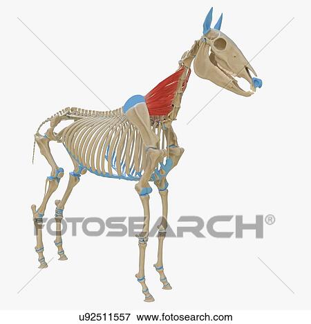 Stock Photo - Horse serratus ventralis muscle, illustration. Fotosearch
