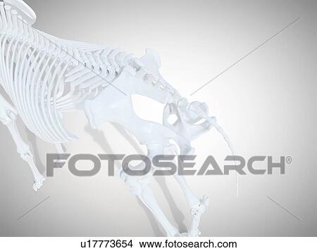 Horse skeleton, computer illustration. View Large Photo Image Picture - Horse skeleton, computer illustration.. Fotosearch
