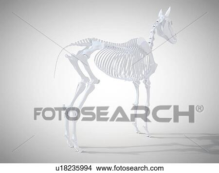 Picture - Horse skeleton, computer illustration.. Fotosearch