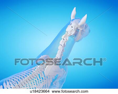 Picture - Horse skeleton, computer illustration.. Fotosearch