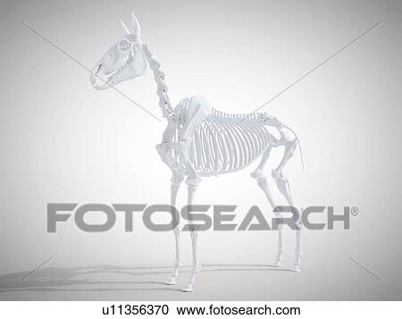 Horse skeleton, computer illustration. View Large Photo Image Stock Image - Horse skeleton, computer illustration.. Fotosearch