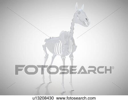 Stock Image - Horse skeleton, computer illustration.. Fotosearch