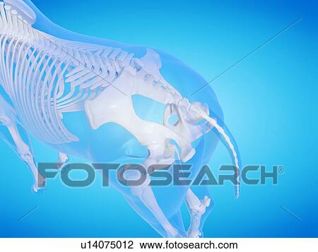 Stock Image - Horse skeleton, computer illustration.. Fotosearch