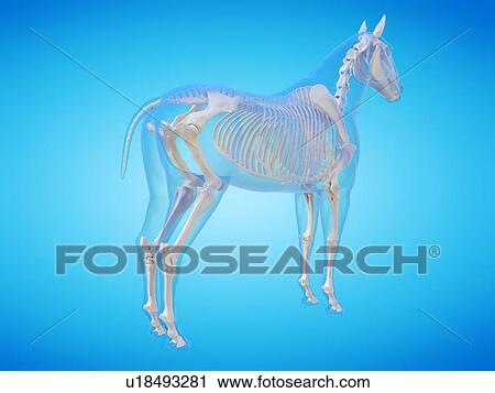 Stock Image - Horse skeleton, computer illustration.. Fotosearch