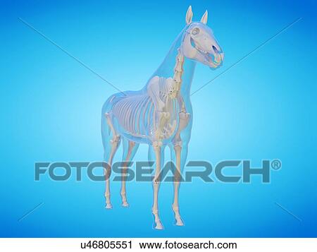 Horse skeleton, computer illustration. View Large Photo Image Stock Image - Horse skeleton, computer illustration.. Fotosearch