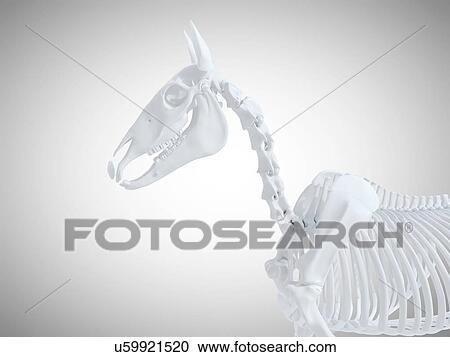 Stock Image - Horse skeleton, computer illustration.. Fotosearch
