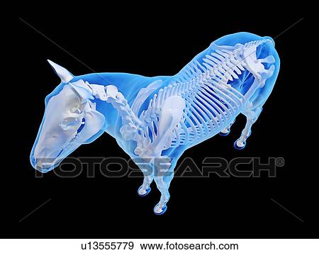 Horse skeleton, computer illustration. View Large Photo Image Stock Photo - Horse skeleton, computer illustration.. Fotosearch