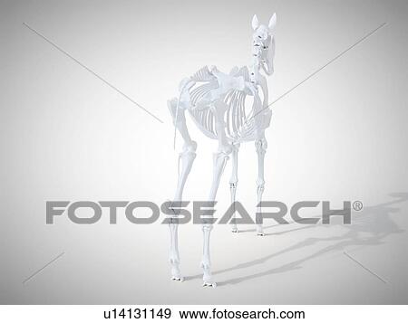 Horse skeleton, computer illustration. View Large Photo Image Stock Photo - Horse skeleton, computer illustration.. Fotosearch