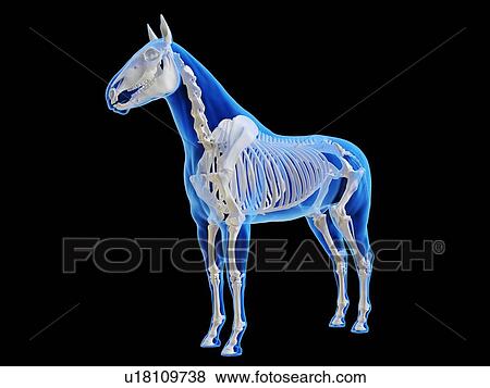 Horse skeleton, computer illustration. View Large Photo Image Stock Photo - Horse skeleton, computer illustration.. Fotosearch