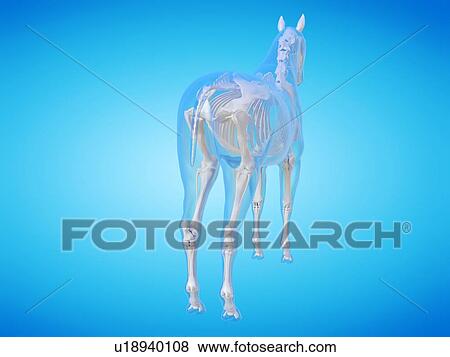 Horse skeleton, computer illustration. View Large Photo Image Stock Photo - Horse skeleton, computer illustration.. Fotosearch