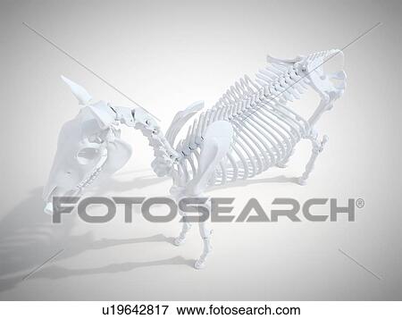 Horse skeleton, computer illustration. View Large Photo Image Stock Photo - Horse skeleton, computer illustration.. Fotosearch