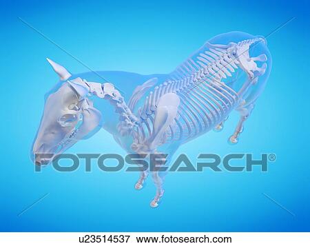 Stock Photo - Horse skeleton, computer illustration.. Fotosearch