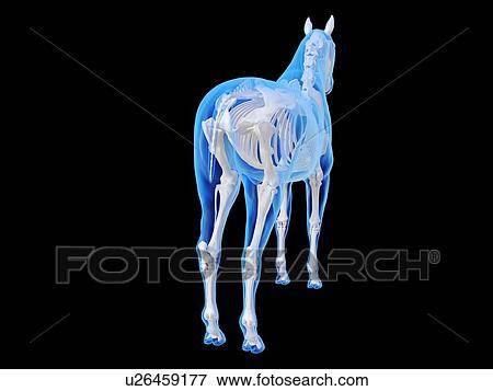 Stock Photo - Horse skeleton, computer illustration.. Fotosearch