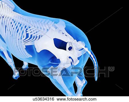 Stock Photograph - Horse skeleton, computer illustration.. Fotosearch