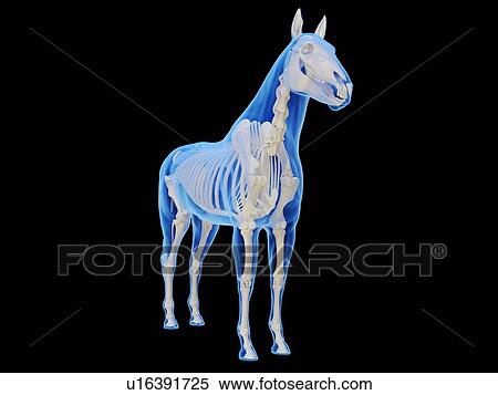 Horse skeleton, computer illustration. View Large Photo Image Stock Photography - Horse skeleton, computer illustration.. Fotosearch