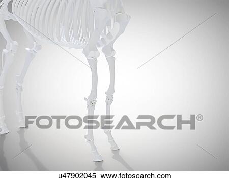 Horse skeleton, computer illustration. View Large Photo Image Stock Photography - Horse skeleton, computer illustration.. Fotosearch