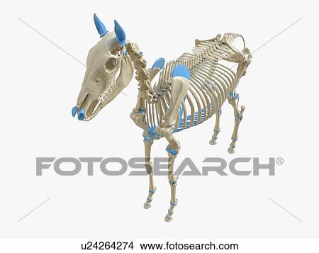 Picture - Horse skeleton, illustration. Fotosearch