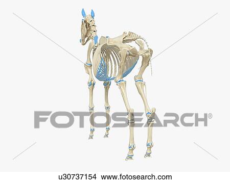 Picture - Horse skeleton, illustration. Fotosearch