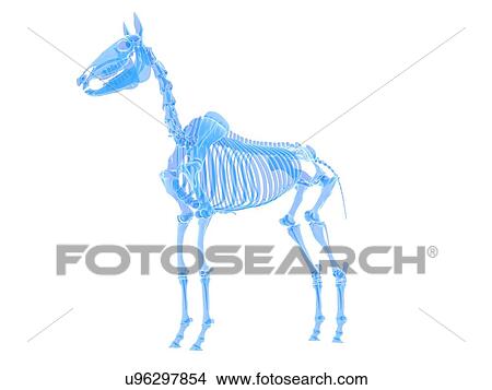 Horse skeleton, illustration View Large Photo Image Picture - Horse skeleton, illustration. Fotosearch