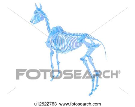 Horse skeleton, illustration View Large Photo Image Stock Image - Horse skeleton, illustration. Fotosearch