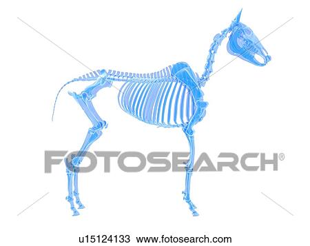 Horse skeleton, illustration View Large Photo Image Stock Image - Horse skeleton, illustration. Fotosearch