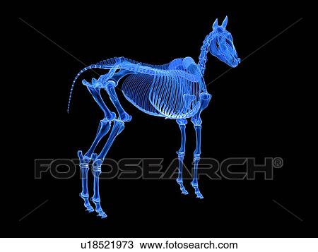 Stock Image - Horse skeleton, illustration. Fotosearch