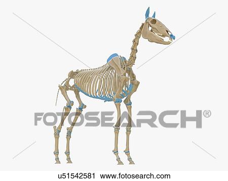 Stock Image - Horse skeleton, illustration. Fotosearch