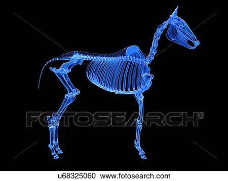 Stock Image - Horse skeleton, illustration. Fotosearch