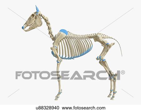 Stock Image - Horse skeleton, illustration. Fotosearch
