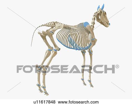 Stock Photo - Horse skeleton, illustration. Fotosearch