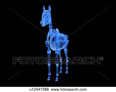 Stock Photo - Horse skeleton, illustration. Fotosearch