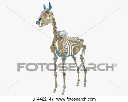 Stock Photo - Horse skeleton, illustration. Fotosearch